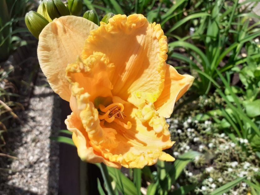 Ialatsara - Hemerocallis 2021