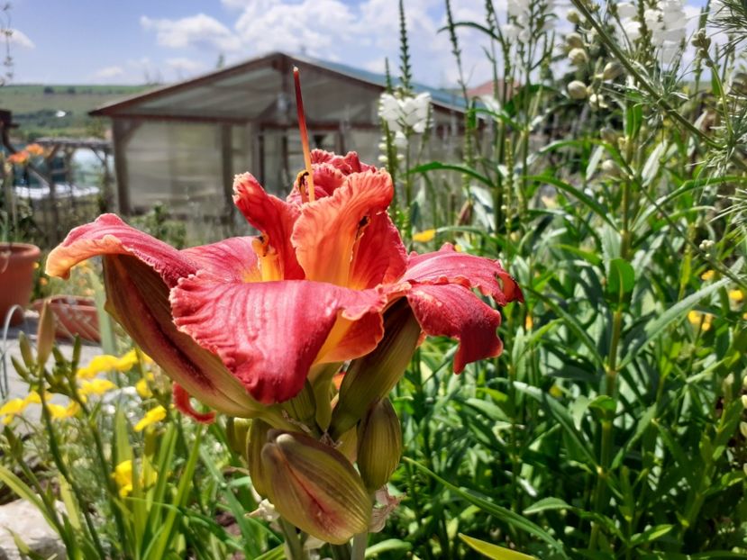 Highland Lord - Hemerocallis 2021