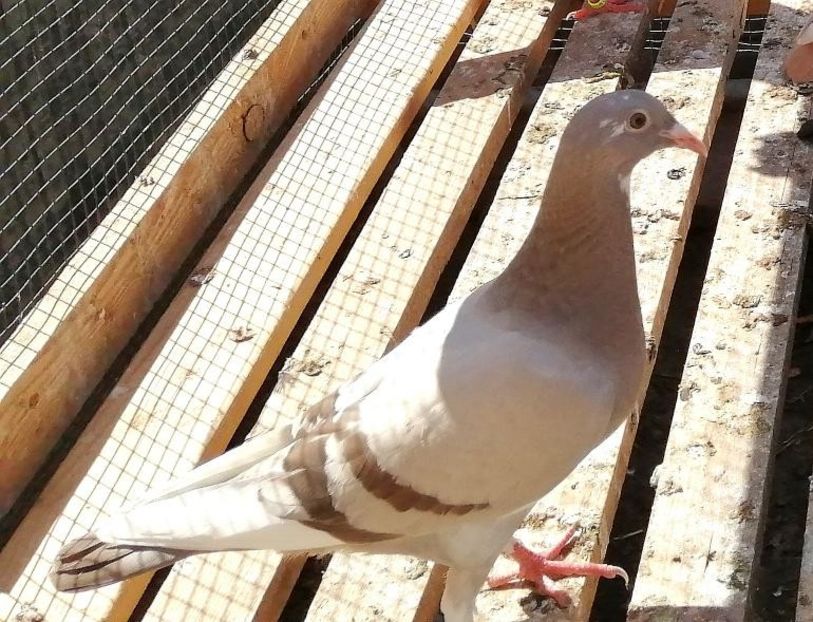  - Voiajori Colorați