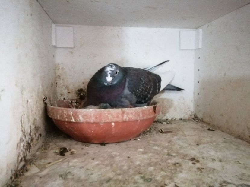  - Voiajori Colorați