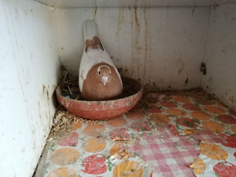  - Voiajori Colorați