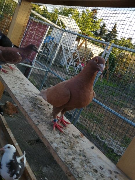  - Voiajori Colorați