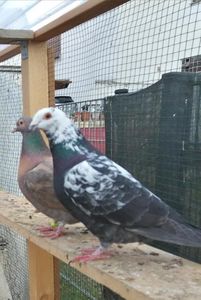  - Voiajori Colorați