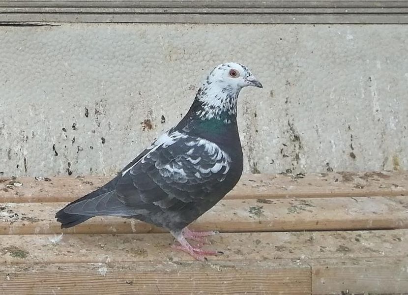  - Voiajori Colorați