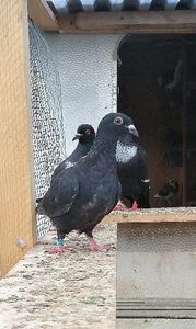  - Voiajori Colorați