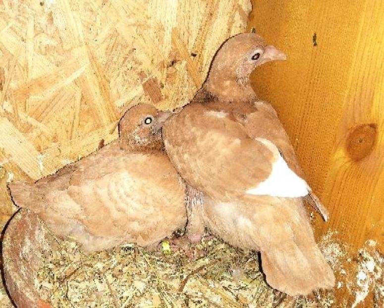  - Voiajori Colorați