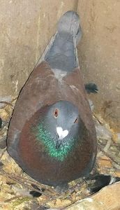  - Voiajori Colorați