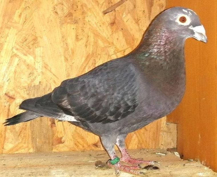  - Voiajori Colorați