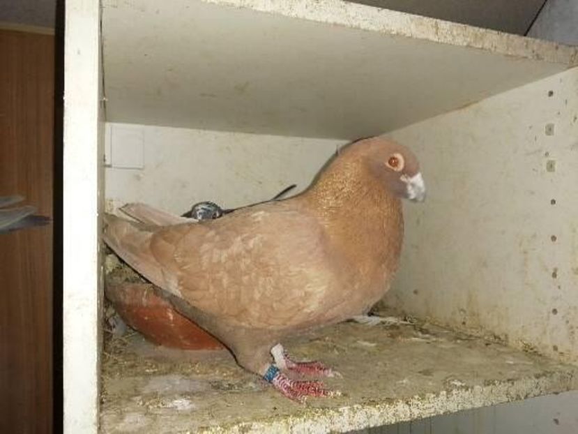  - Voiajori Colorați