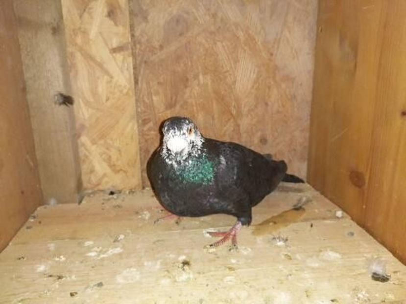  - Voiajori Colorați