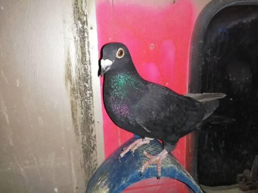  - Voiajori Colorați