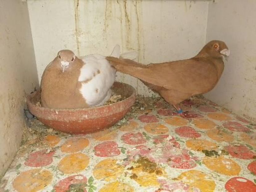  - Voiajori Colorați