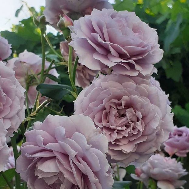 27 06 2021 - Novalis 2021