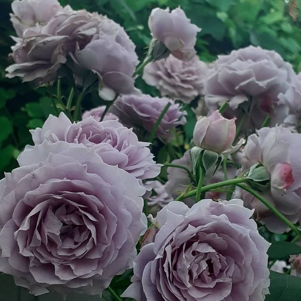 27 06 2021 - Novalis 2021