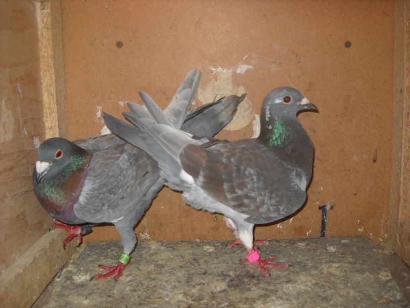 2 - UNDEVA IN SUCEAVA arhiva