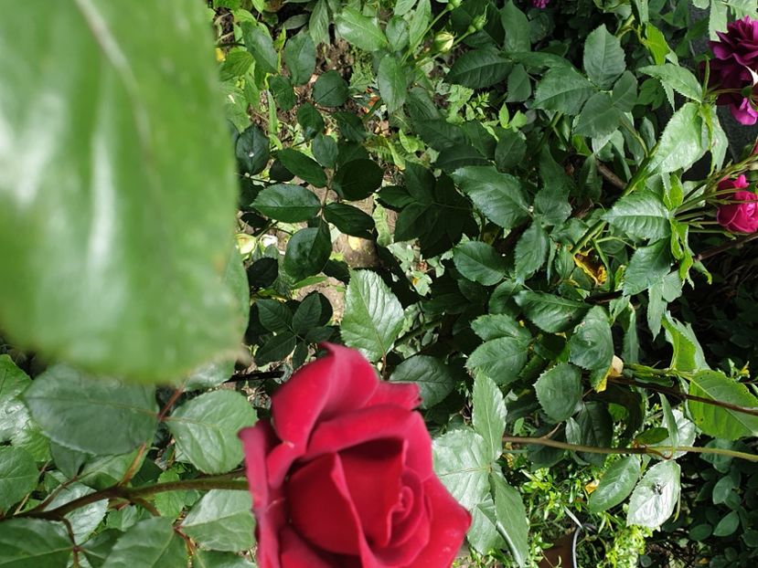  - GRADINA MEA DE VIS