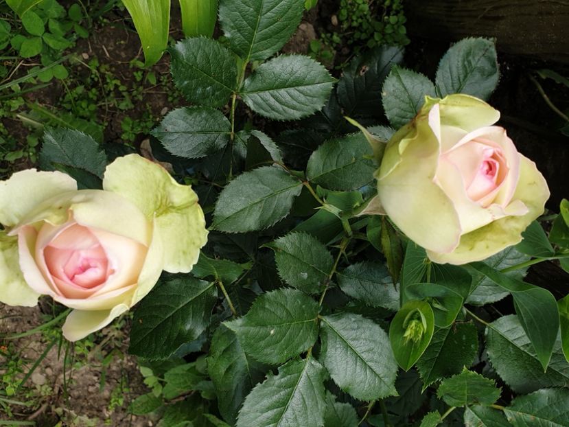  - GRADINA MEA DE VIS