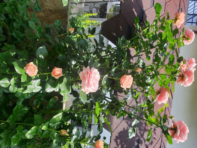  - GRADINA MEA DE VIS