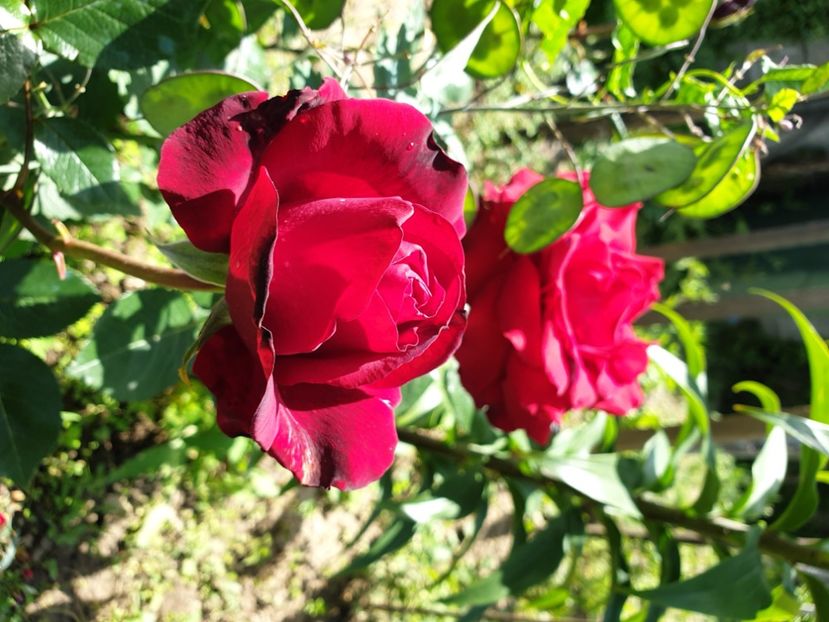  - GRADINA MEA DE VIS