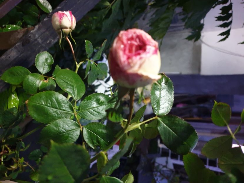  - GRADINA MEA DE VIS