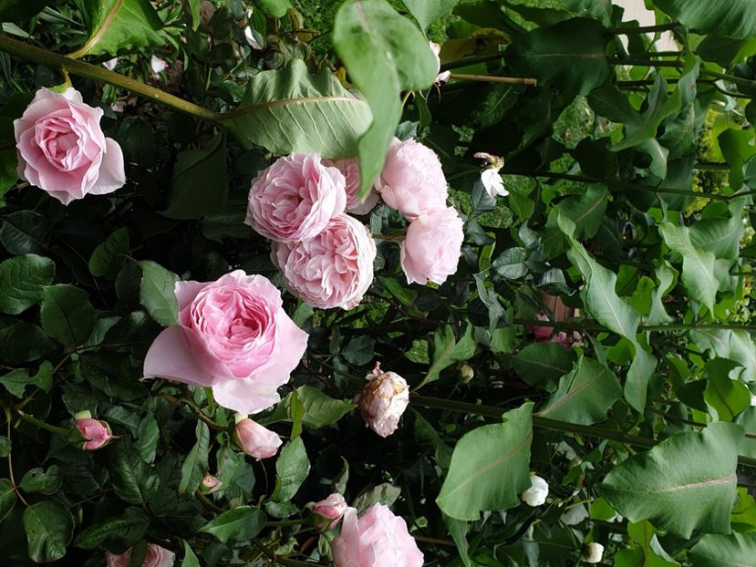  - 2021Trandafiri de vis