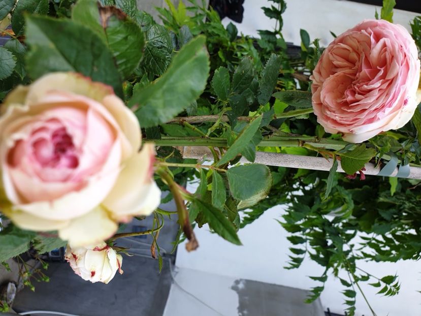  - 2021Trandafiri de vis