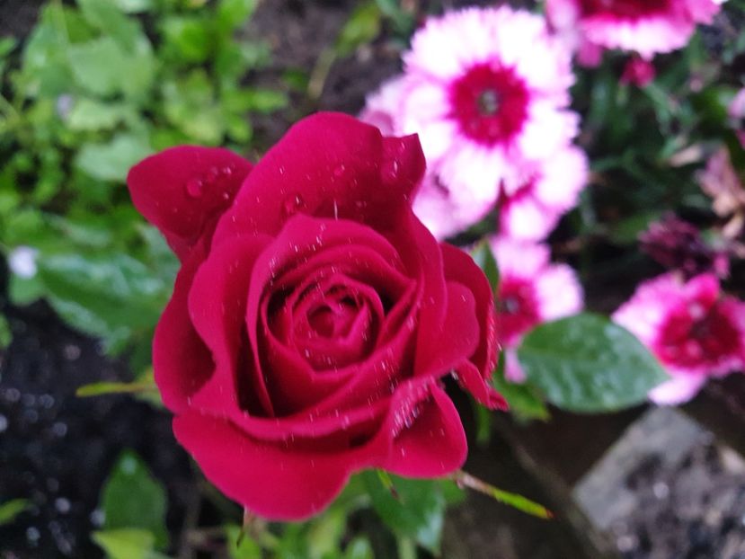  - 2021Trandafiri de vis