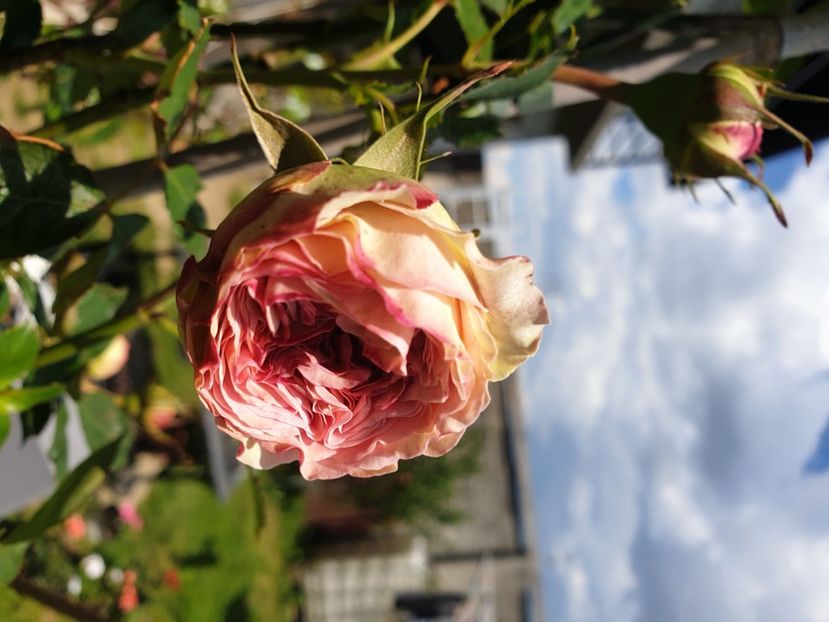  - 2021Trandafiri de vis