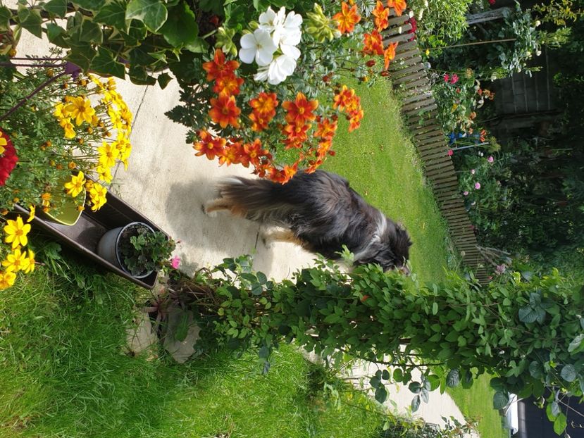  - 2021 GRADINA DE VIS