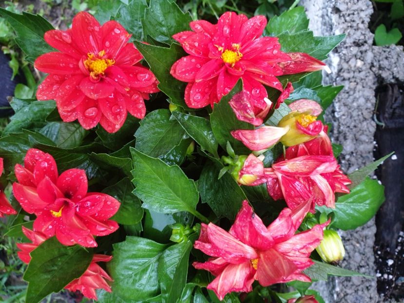  - 2021 GRADINA DE VIS