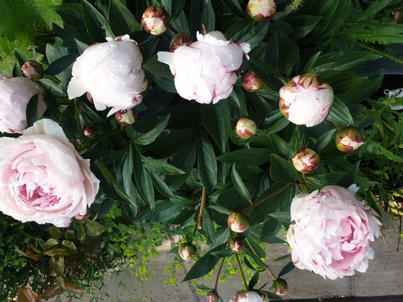  - 2021 GRADINA DE VIS