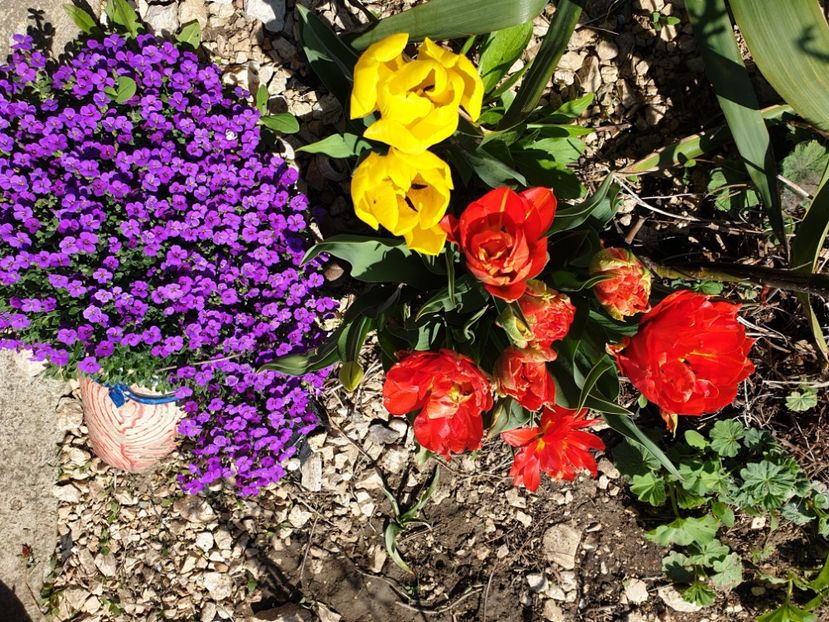  - 2021 GRADINA DE VIS