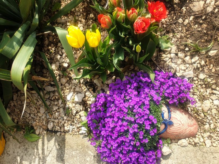  - 2021 GRADINA DE VIS