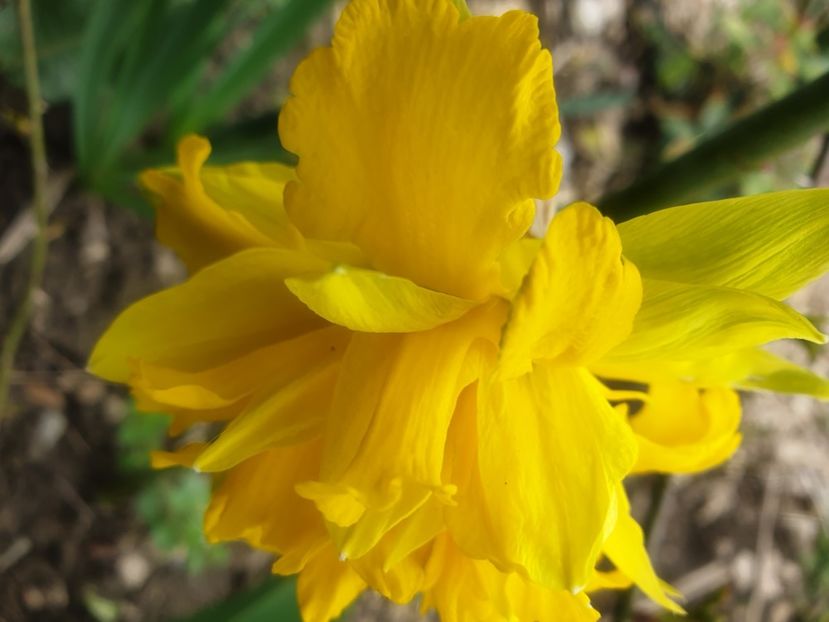  - 2021 GRADINA DE VIS