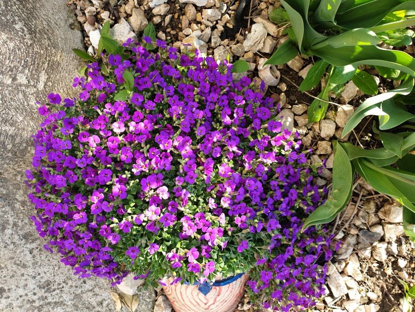  - 2021 GRADINA DE VIS