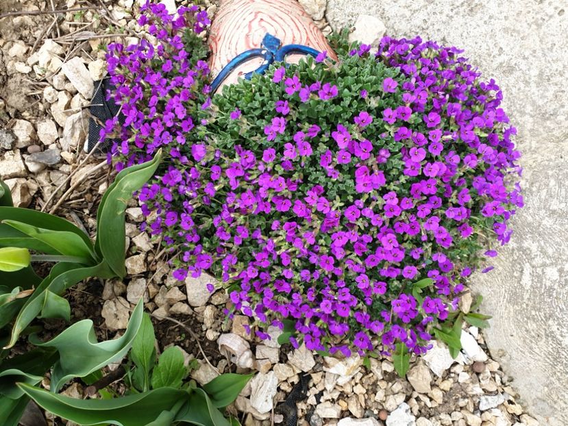  - 2021 GRADINA DE VIS