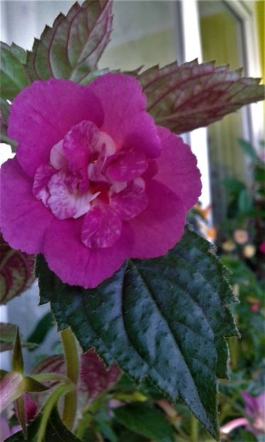 20210627_080808-2 - colectia mea de achimenes 2021