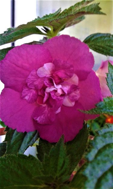 20210627_080716-1 - colectia mea de achimenes 2021