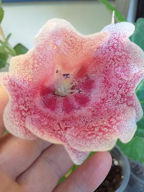 S - 12 - Gloxinii 2021