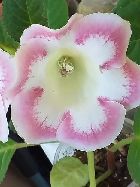 S - 13 - Gloxinii 2021