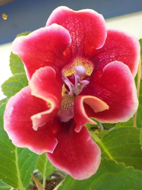 B - 5 - Gloxinii 2021