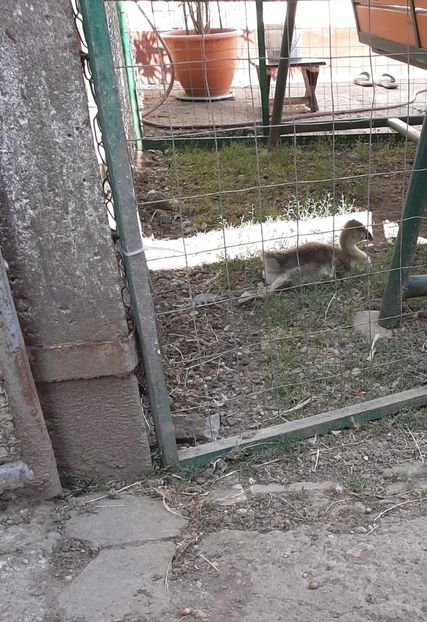  - Boboci gâsca 2021