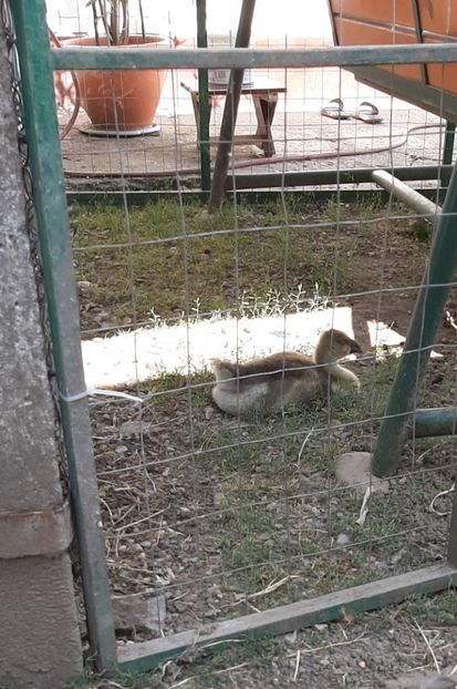  - Boboci gâsca 2021