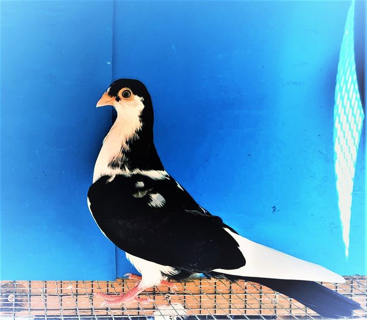 12408  mascul  2021_1 - tineret 2021