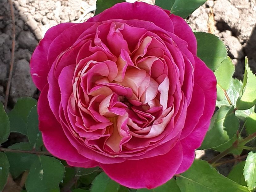  - Centenaire de l hay les rose