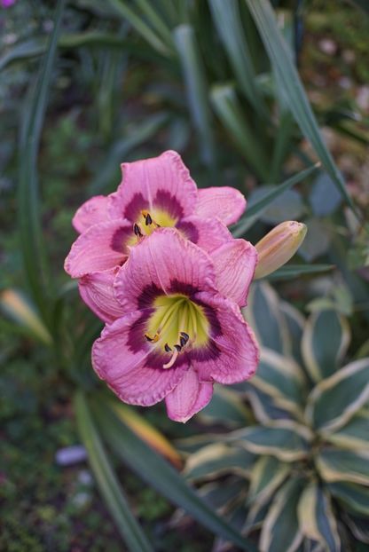 Always Afternoon - Hemerocallis 2020- 2021- 2022