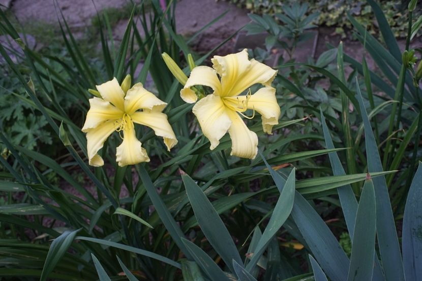 Ben Bachman - Hemerocallis 2020- 2021- 2022