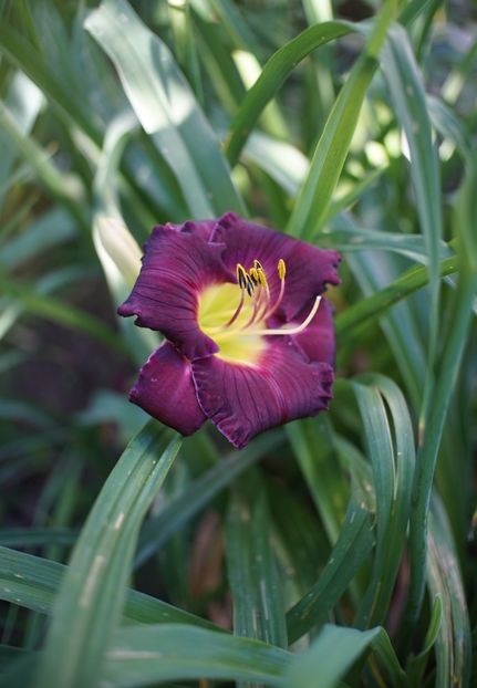 Cosmic sensation - Hemerocallis 2020- 2021- 2022