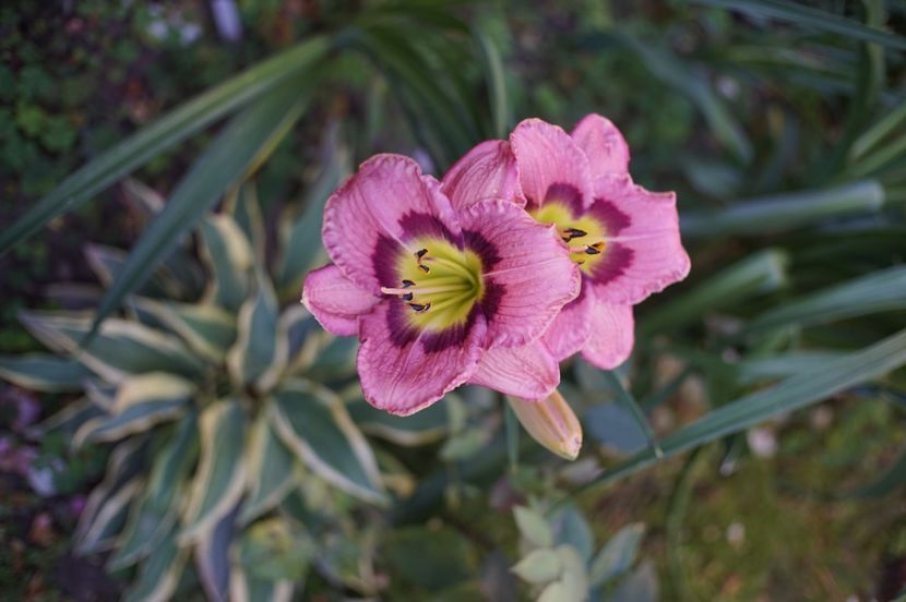  - Hemerocallis 2020- 2021- 2022