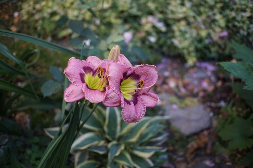  - Hemerocallis 2020- 2021- 2022